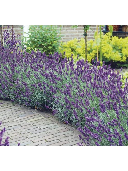 Levendula / LAVANDULA angustifolia Hidcote Blue-Strain