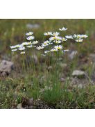 Fűlevelű margaréta / LEUCANTHEMUM graminifolium 
