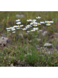 Fűlevelű margaréta / LEUCANTHEMUM graminifolium 