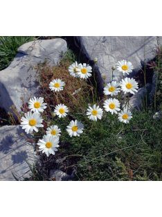 Fűlevelű margaréta / LEUCANTHEMUM graminifolium 