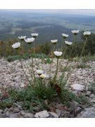 Fűlevelű margaréta / LEUCANTHEMUM graminifolium 