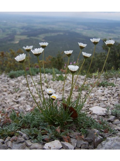 Fűlevelű margaréta / LEUCANTHEMUM graminifolium 