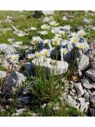 Fűlevelű margaréta / LEUCANTHEMUM graminifolium 
