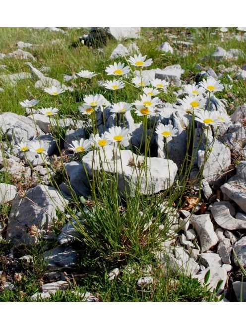 Fűlevelű margaréta / LEUCANTHEMUM graminifolium 