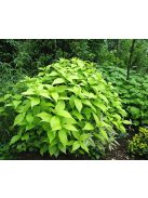 Japán cserjementa / LEUCOSCEPTRUM japonicum f. aureum 
