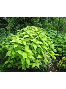 Japán cserjementa / LEUCOSCEPTRUM japonicum f. aureum 