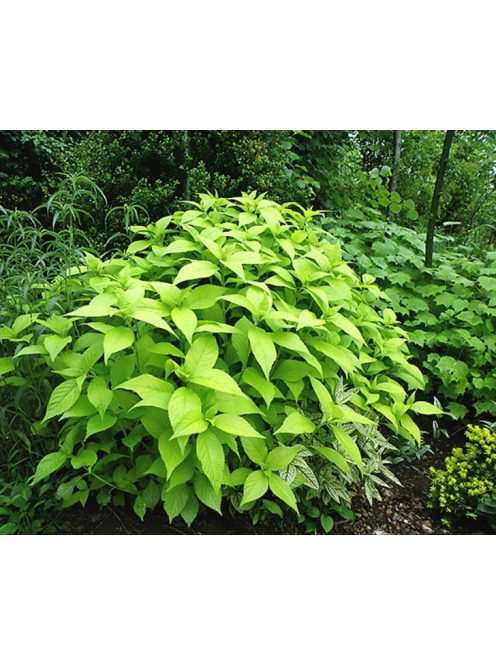 Japán cserjementa / LEUCOSCEPTRUM japonicum f. aureum 