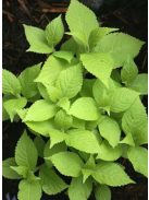 Japán cserjementa / LEUCOSCEPTRUM japonicum f. aureum 