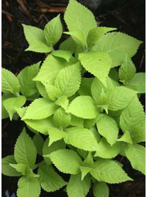 Japán cserjementa / LEUCOSCEPTRUM japonicum f. aureum 