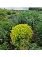 Japán cserjementa / LEUCOSCEPTRUM japonicum f. aureum 