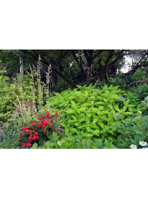 Japán cserjementa / LEUCOSCEPTRUM japonicum f. aureum 