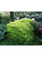 Japán cserjementa / LEUCOSCEPTRUM japonicum f. aureum 