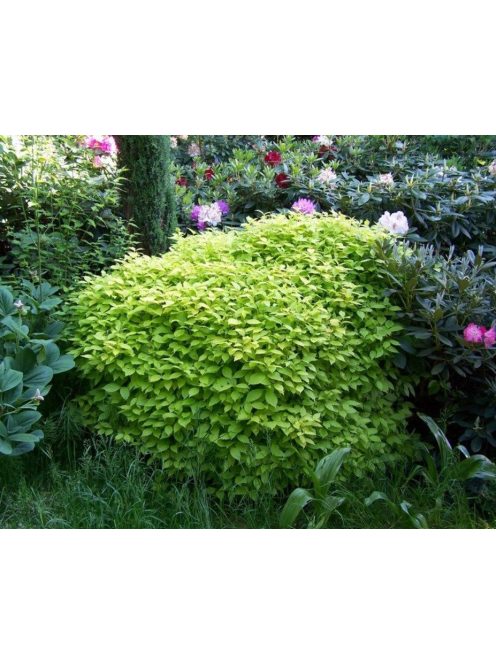 Japán cserjementa / LEUCOSCEPTRUM japonicum f. aureum 
