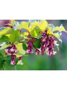 Himalájai dudváslonc / LEYCESTERIA formosa 