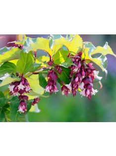 Himalájai dudváslonc / LEYCESTERIA formosa 