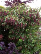 Himalájai dudváslonc / LEYCESTERIA formosa 