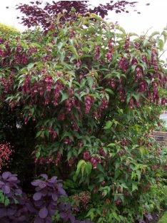 Himalájai dudváslonc / LEYCESTERIA formosa 