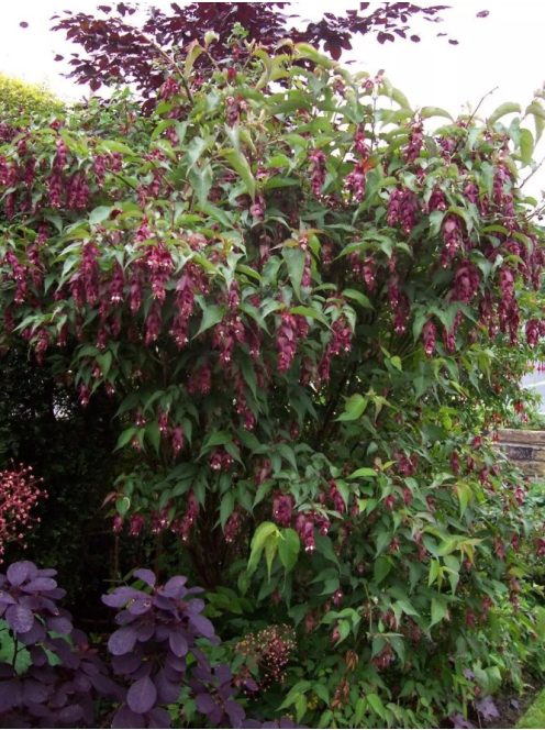 Himalájai dudváslonc / LEYCESTERIA formosa 