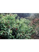 Himalájai dudváslonc / LEYCESTERIA formosa 