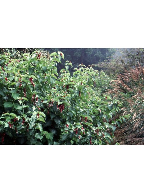 Himalájai dudváslonc / LEYCESTERIA formosa 