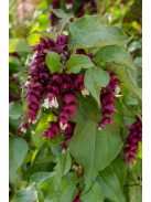 Himalájai dudváslonc / LEYCESTERIA formosa 
