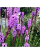 Díszcsorba / LIATRIS spicata 'Floristan Violet'