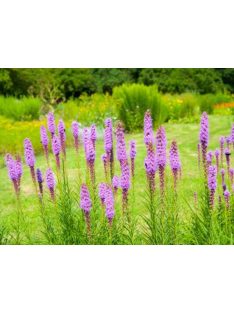 Díszcsorba / LIATRIS spicata 'Floristan Violet'