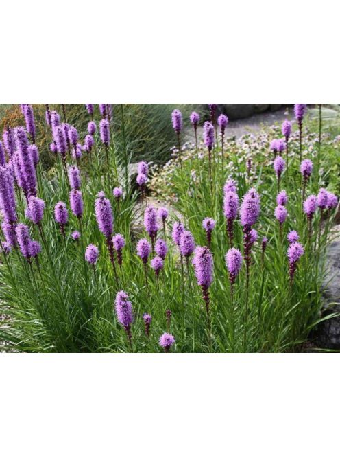 Díszcsorba / LIATRIS spicata 'Floristan Violet'