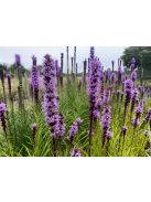 Díszcsorba / LIATRIS spicata 'Floristan Violet'