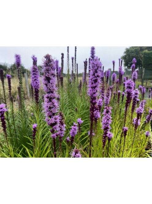Díszcsorba / LIATRIS spicata 'Floristan Violet'