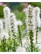 Díszcsorba / LIATRIS spicata 'Floristan White'