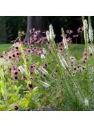 Díszcsorba / LIATRIS spicata 'Floristan White'