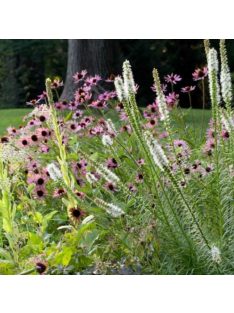 Díszcsorba / LIATRIS spicata 'Floristan White'