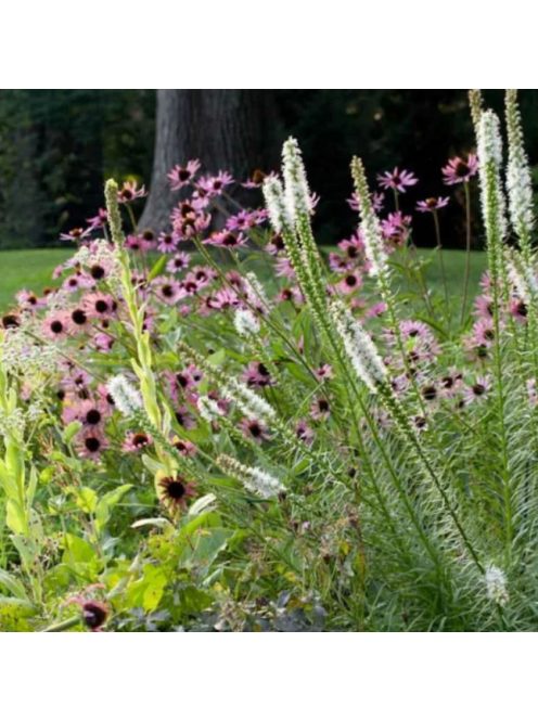 Díszcsorba / LIATRIS spicata 'Floristan White'