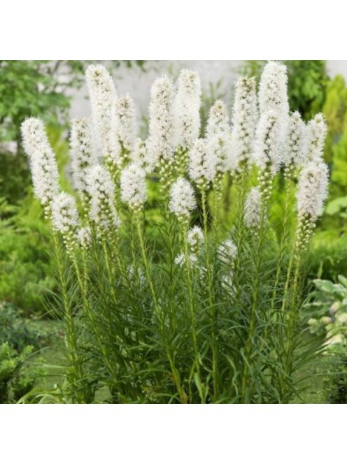 Díszcsorba / LIATRIS spicata 'Floristan White'