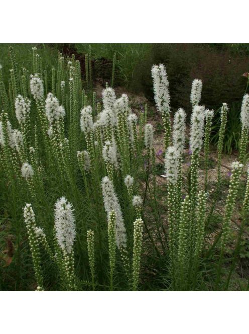 Díszcsorba / LIATRIS spicata 'Floristan White'