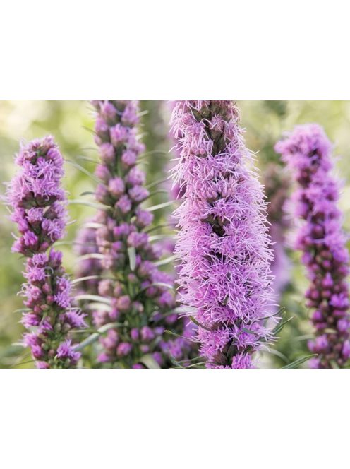Díszcsorba / LIATRIS spicata 'Kobold Strain' 