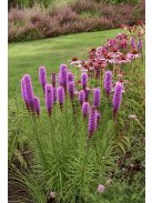 Díszcsorba / LIATRIS spicata 'Kobold Strain' 