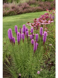 Díszcsorba / LIATRIS spicata 'Kobold Strain' 