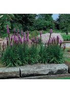 Díszcsorba / LIATRIS spicata 'Kobold Strain' 
