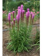 Díszcsorba / LIATRIS spicata 'Kobold Strain' 