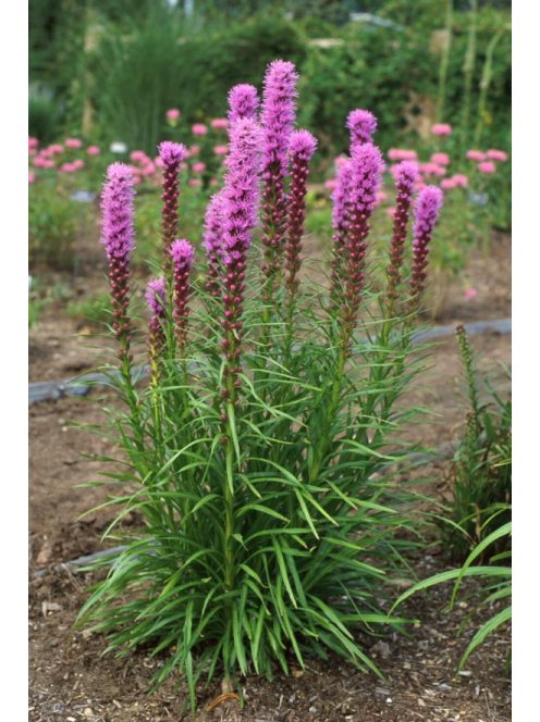 Díszcsorba / LIATRIS spicata 'Kobold Strain' 