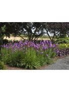Díszcsorba / LIATRIS spicata 'Kobold Strain' 