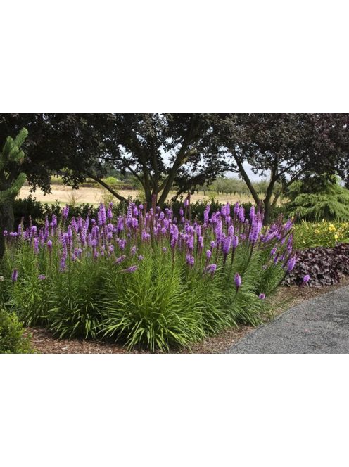 Díszcsorba / LIATRIS spicata 'Kobold Strain' 