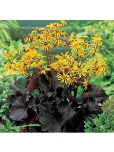   Kínai hamuvirág / LIGULARIA dentata 'Midnight Lady'