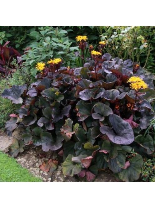 Kínai hamuvirág / LIGULARIA dentata 'Midnight Lady'