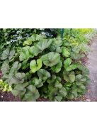 Kínai hamuvirág / LIGULARIA dentata 'Midnight Lady'