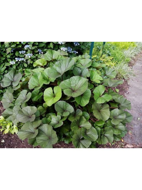 Kínai hamuvirág / LIGULARIA dentata 'Midnight Lady'