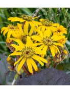 Kínai hamuvirág / LIGULARIA dentata 'Midnight Lady'