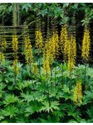 Távol-keleti hamuvirág / LIGULARIA przewalskii 